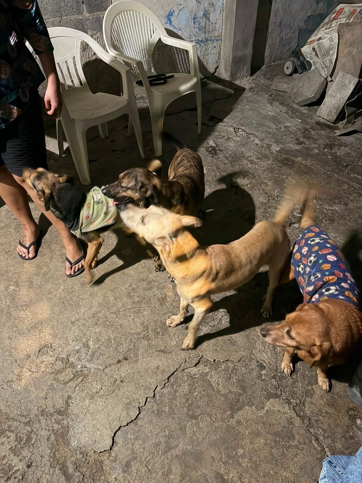 Nina, gata para adoção
